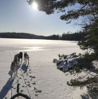 Hundkörning på isen i Svartedalen