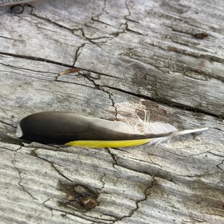 Feather from a goldfinch