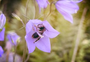 Biologisk mångfald och våra vilda pollinatörer
